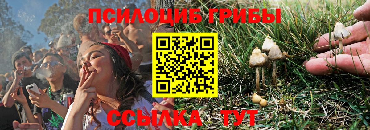 Галлюциногенные грибы Psilocybe  где продают   Горячий Ключ 